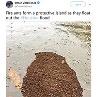 Fire Ants Form Raft to Escape Flood, 2017